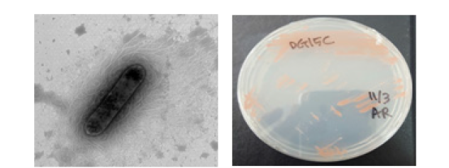 방사선 내성 Nibribacter 속 발굴종 DG15CT의 전자현미경과 배양체 사진
