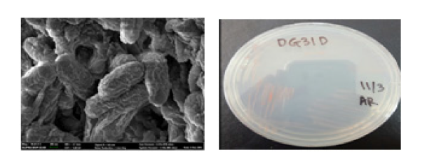 방사선 내성 Rufibacter 속 발굴종 DG31DT 의 주사현미경과 배양체 사진