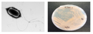 방사선 내성 Bacillus 속 발굴종 15J4M-1의 전자현미경과 배양체 사진