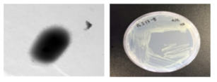 방사선 내성 Brevibacterium 속 발굴종 15J13-8의 전자현미경과 배양체 사진