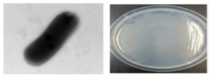 방사선 내성 Carnobacterium 속 발굴종 16MFM10의 전자현미경과 배양체 사진
