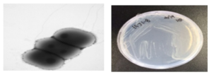 방사선 내성 Exiguobacterium 속 발굴종 15J1-8의 전자현미경과 배양체 사진