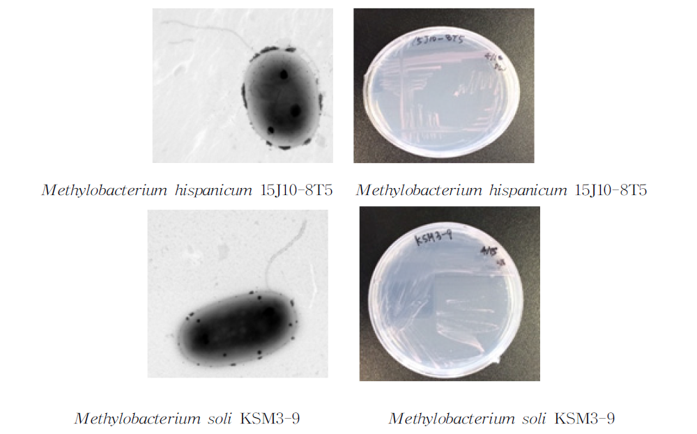 방사선 내성 Methylobacterium 속 발굴종의 전자현미경과 배양체 사진