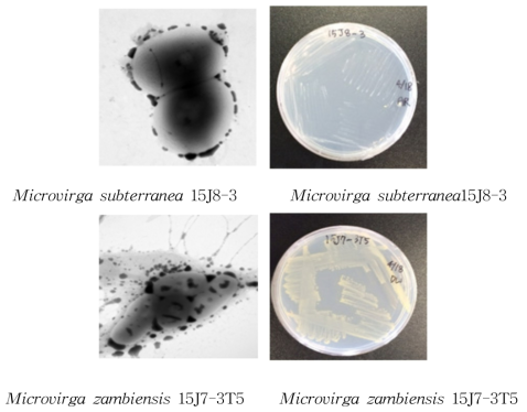 방사선 내성 Microvirga 속 발굴종의 전자현미경과 배양체 사진