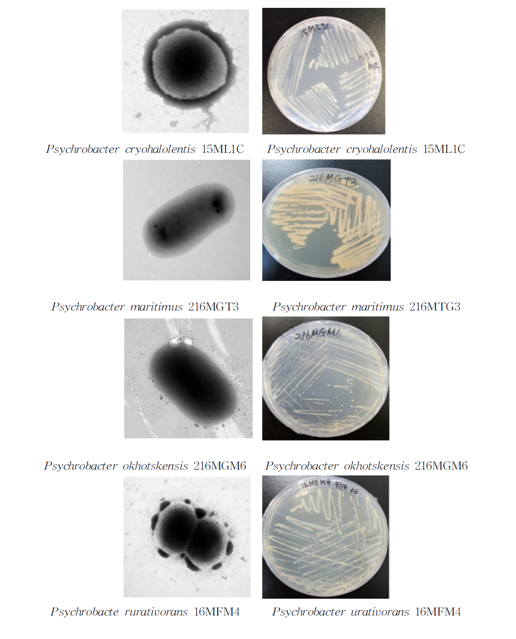 방사선 내성 Psychrobacter속 발굴종의 전자현미경과 배양체 사진