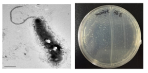 호염성 Marinobacter 속 발굴종 Hb8의 전자현미경과 배양체 사진