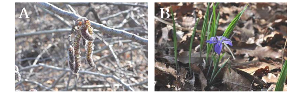 사문암지역(지기산)의 주요 한반도 고유종. A. 은사시나무(Populus x tomentiglandulosa); B. 넓은잎각시붓꽃(Iris rossii var. latifolia)