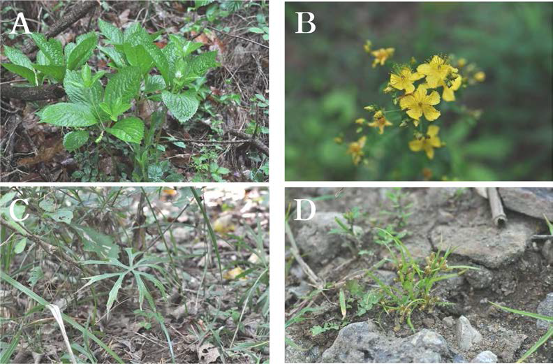 사문암지역(지기산)의 주요 특이분포식물. A. 옥녀꽃대(Chloranthus fortunei); B. 채고추나물(Hypericum attenuatum); C. 애기우산나물(Syneilesis aconitifolia); D. 밭하늘지기(Fimbristylis stauntonii)