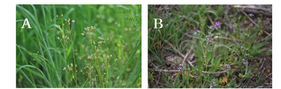 사문암지역(지기산)의 주요 외래식물. A. 산형나도별꽃(Holosteum umbellatum); B. 뿔냉이(Chorispora tenella)