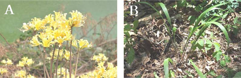 도서지역(고군산군도)의 주요 한반도 고유종. A. 붉노랑상사화(Lycoris flavescens); B. 넓은잎각시붓꽃(Iris rossii var. latifolia)