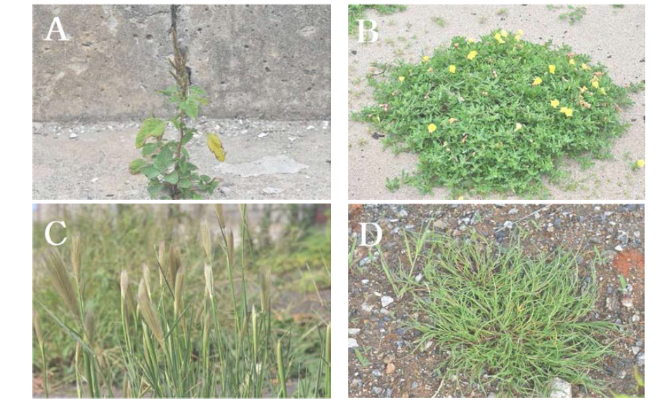 도서지역(고군산군도)의 주요 외래식물. A. 청비름(Amaranthus viridis); B. 애기달맞이꽃(Oenothera laciniata); C. 나도바랭이(Chloris virgata); D. 회초리잔디(Parapholis incurve)