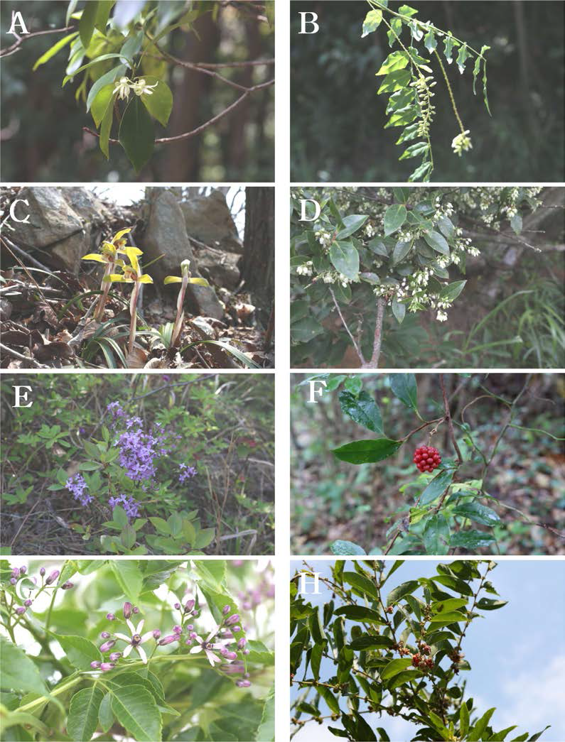 퇴적암지역(진도군)의 주요 식물. A. 붓순나무(Illicium anisatum); B. 애기등(Wisteria japonica); C. 보춘화(Tripleurospermum limosum); D. 모새나무(Ulmus pumila); E. 팥꽃나무(Melia azedarach); F. 남오미자(Kadsura japonica); G. 멀구슬나무(Melia azedarach); H. 조도만두나무(Glochidion chodoense)