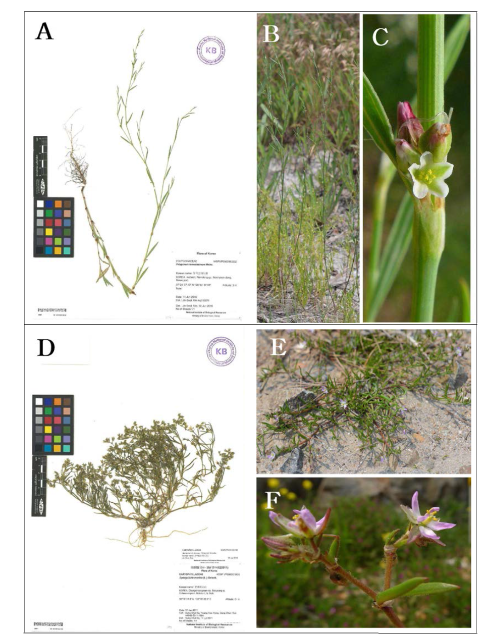 미기록 외래식물인 미국갯마디풀과 끈적털갯개미자리. A~C. 미국갯마디풀(Polygonum ramosissimum); D~F. 끈적털갯개미자리(Spergularia bocconi)
