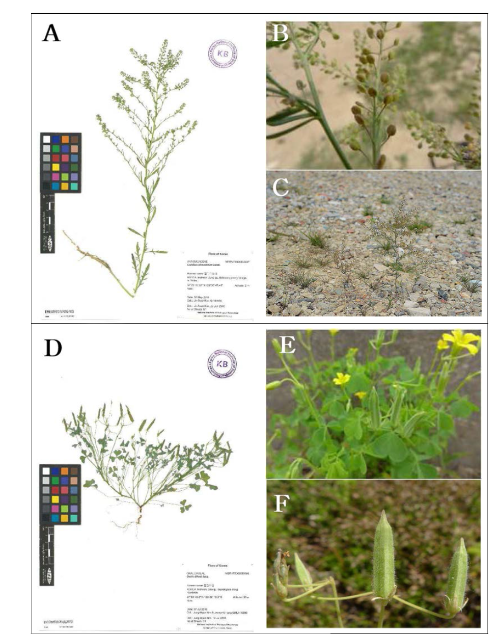 미기륵 외래식물인 털다닥냉이와 들괭이밥, A~C. 털다닥냉이(Lepidium pinnatifidum); D~F. 들괭이밥(Oxalis dillenii)