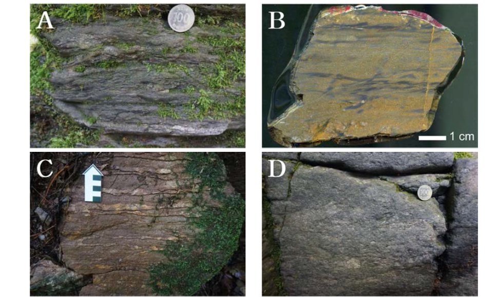 석회질 사암의 대표 노두 사진. A. 석회질 사암층과 이질층이 불규칙하게 섞임(BY19), B. BY19의 연마편, C. 사질 석회암과 석회질 사암의 교호(BY09), D. 석회질 사암층과 이질층이 매우 불규칙하게 섞임(BY21)