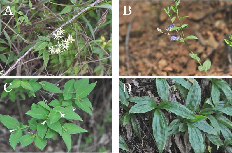 석회암지역(백이산)의 주요 특이분포식물. A. 좀사위질빵(Clematis brevicaudata); B. 두메애기풀(Polygala sibirica); C. 긴털댕강나무(Zabelia densipila); D. 반들대사초(Carex splendentissima)