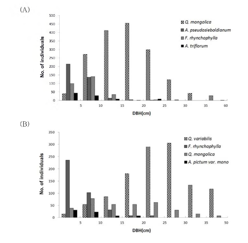 석회암지역(백이산) 주요 군락의 DBH Class 분석. (A): 신갈나무군락; (B): 굴참나무군락