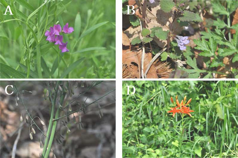 사문암지역(지기산)의 주요 식물구계학적 특정식물. A. 연리초(Lathyrus quinquenervius); B. 긴병꽃풀(Glechoma grandis); C. 방울비짜루(Asparagus oligoclonos); D. 하늘나리(Lilium concolor var. pulchellum)