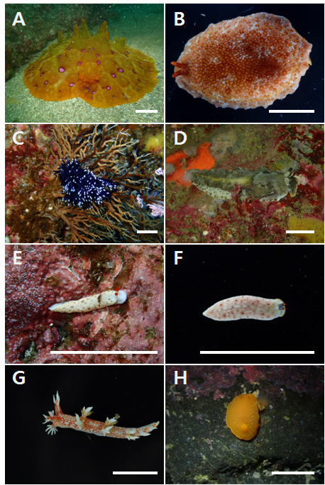 후새류 화상자료 A. Pleurobranchus mamillatus, B. Pleurobranchus peronii, C. Protaeolidiella atra, D. Dermatobranchus nigropunctatus, E. Dermatobranchus otome, F. Dermatobranchus primus, G. Bornella hermanni, H. Aldisa cooperi Scale bar. A-B:50mm, C-H: 20mm