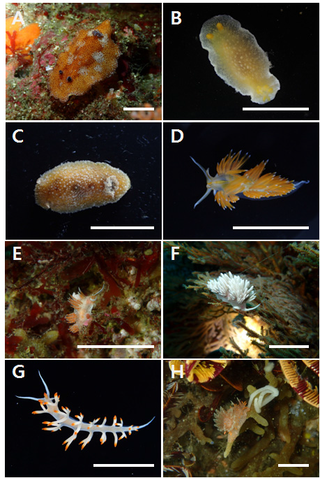 후새류 화상자료 A. Platydoris speciosa, B. Caryophyllidia sp., C. Homoiodoris japonica, D. Hermissenda crassicornis, E. Sakuraeolis enosimensis, F. Sakuraeolis gerberina, G. Flabellina bicolor, H. Okenia echinata Scale bar. A-H: 20mm