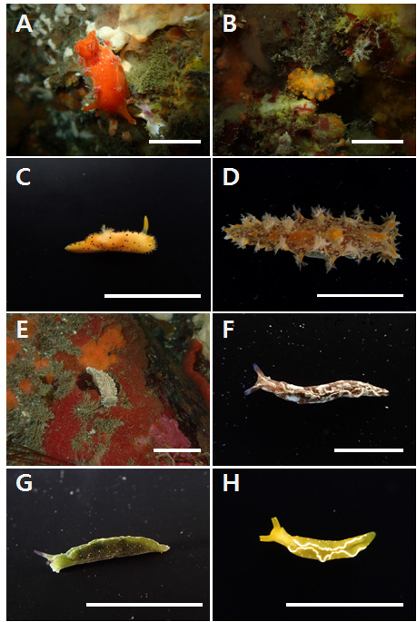 후새류 화상자료 A. Kaloplocamus ramosus, B. Limacia sp., C. Crimora sp. D. Marionia olivacea, E. Tritonia festiva, F. Elysia abei, G. Elysia atrobiridis, H. Elysia obtusa Scale bar. A-C, F-H: 10mm, D-E:50mm