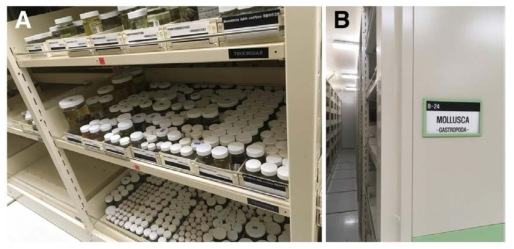 연체동물문 복족강의 검토완료 표본 수장 컴팩터. A. 복족강 검토완료 표본 중 일부, B. 수장고 내 연제동물문 복족강 수장 컴팩터