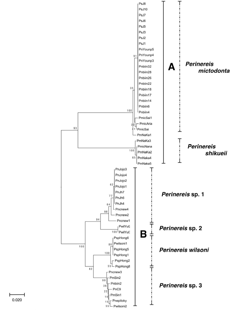 mtCOI 염기서열에 기초한 Perinereis mictodonta, P. shikueii, P. wilsoni complex의 neighbor joining tree. A. 무척추동물 수장고에 P. mictodonta로 동정된 개체들, B. 무척추동물 수장고에 P. wilsoni로 동정된 개체들