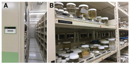 자포동물문의 검토완료 표본 수장 컴팩터. A. 수장고 내 자포동물문 수장 컴팩터, B. 자포동물문 검토완료 표본 중 일부