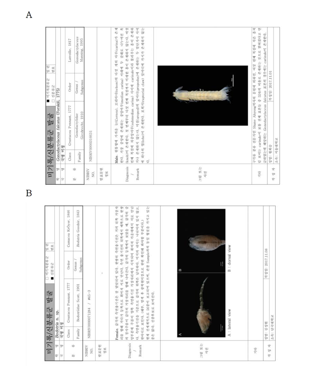 연구사업을 통해 발굴된 무척추동물 미기록‧신종 후보종. A. Gonodactylaceus falcatus, B. Bodotria n. sp., C. Campylaspis sp., D. Dendronephthya sp., E. Platynereis sp. 1, F. Platynereis sp. 2, G. Perinereis shikueii, H. Perinereis sp. 1, I. Perinereis sp. 2, J. Perinereis sp. 3