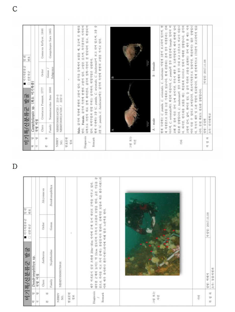 연구사업을 통해 발굴된 무척추동물 미기록‧신종 후보종. A. Gonodactylaceus falcatus, B. Bodotria n. sp., C. Campylaspis sp., D. Dendronephthya sp., E. Platynereis sp. 1, F. Platynereis sp. 2, G. Perinereis shikueii, H. Perinereis sp. 1, I. Perinereis sp. 2, J. Perinereis sp. 3 계속