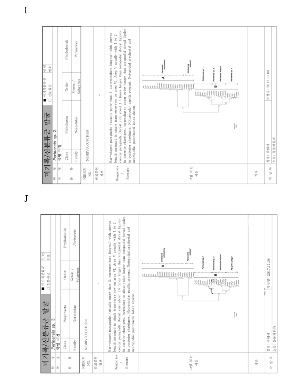 연구사업을 통해 발굴된 무척추동물 미기록‧신종 후보종. A. Gonodactylaceus falcatus, B. Bodotria n. sp., C. Campylaspis sp., D. Dendronephthya sp., E. Platynereis sp. 1, F. Platynereis sp. 2, G. Perinereis shikueii, H. Perinereis sp. 1, I. Perinereis sp. 2, J. Perinereis sp. 3 계속