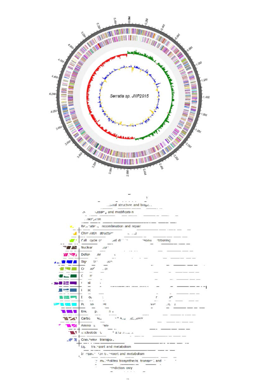 Serratia sp. JNP2015의 COG analysis 결과