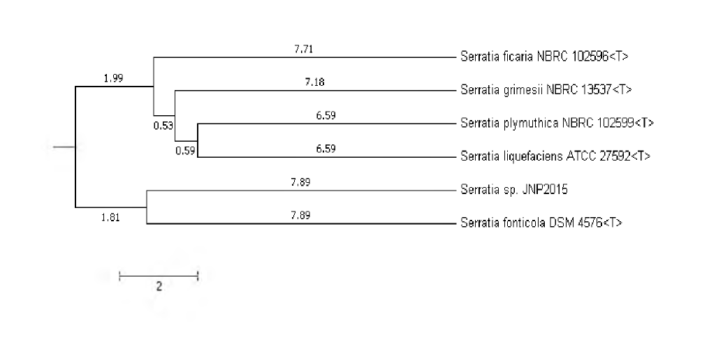 OrthoANI 분석을 통한 Serratia sp JNP2015의 Phylogenomics