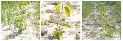 발아 3개월 후 특허 대상종(Dipterocarpus intricatus)