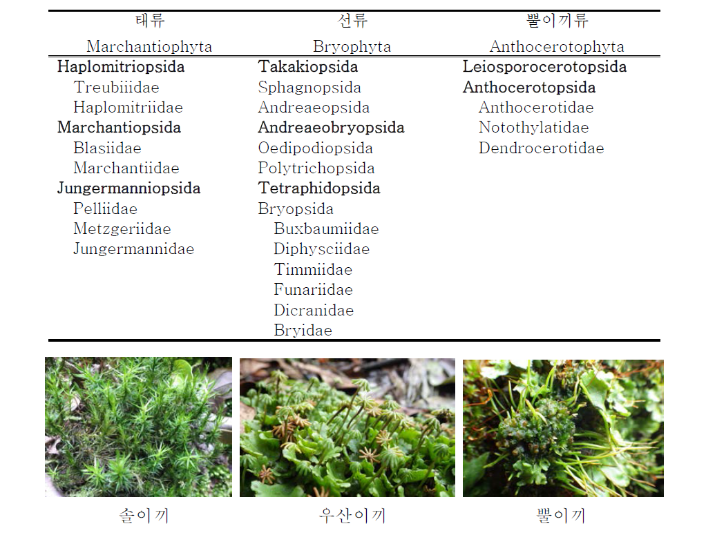 선태식물의 분류