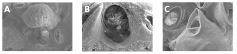 태충류 SEM 부분 확대사진. A. 난실, B. 충실구, C. 조두체