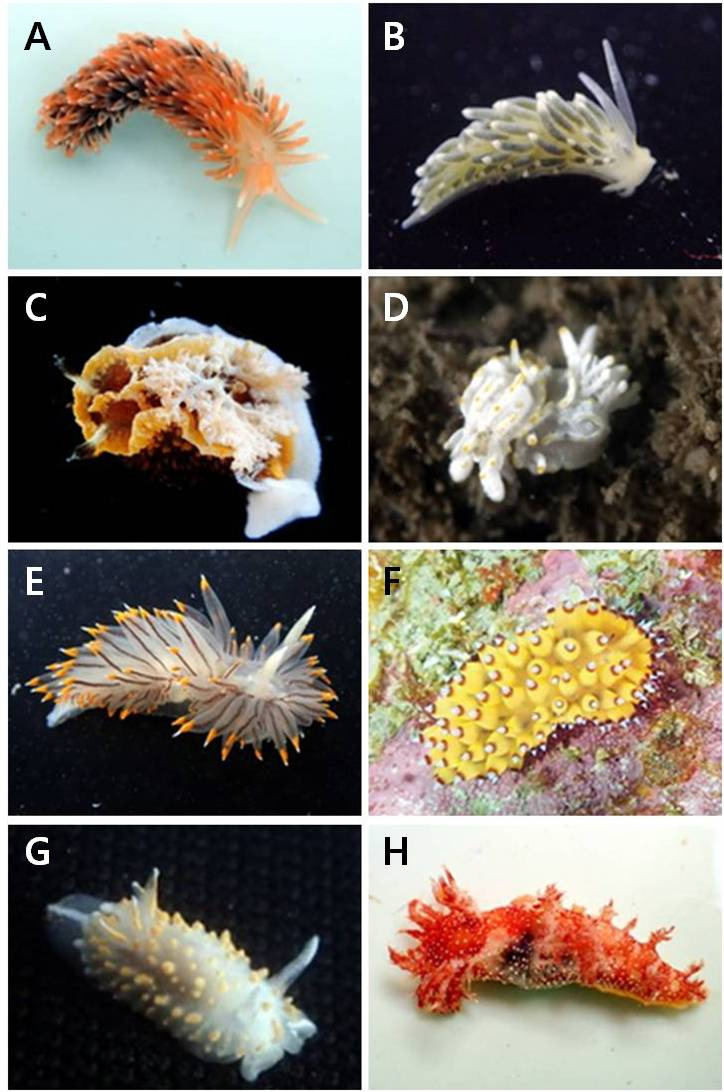 후새류 신종 및 미기록종 A. Facelina sp.1, B. Diaphoreolis cf. viridis, C. Goniodoris pellis, D. Goniodoridella cf. savignyi, E. Janolus fuscus, F. Janolus sp.1, G. Lophodoris sp. H. Marionia sp