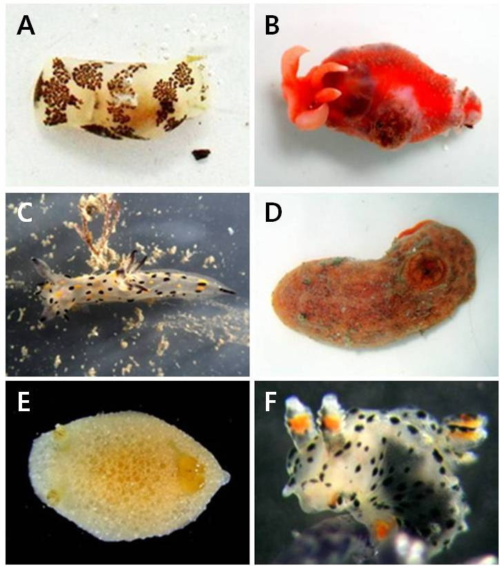 후새류 미기록종 A. Philine cf. orca, B. Pleurobranchaea sp. C. Polycera abei D. Rostanga cf. bifurcata, E. Sclerodoris cf. apiculata, F. Thecacera cf. pennigera