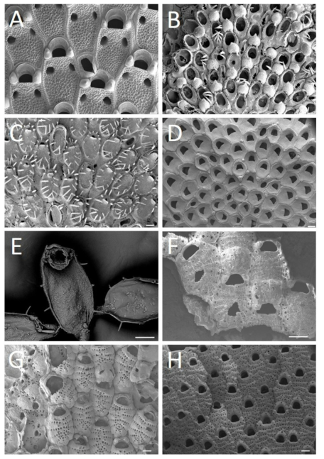 태충류 신종 및 미기록종 A. Dibunostoma reversum, B. Copidozoum rhoi sp. nov., C. Corbulella boninensis, D. Onychocella subsymmetrica, E. Beania sp., F. Reginella multipora, G. Reginella biporosa, H. Jullienula erinae sp. nov. Scale bar. A-H: 100㎛