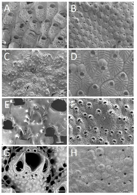 태충류 신종 및 미기록종 A. Figularia japonica sp. nov., B. Puellina paracaesia sp. nov., C. Puellina hincksi, D. Puellina harmeri, E. Integripelta sp., F. Reptadeonella yeonbora sp. nov., G. Parasmittina sp., H. Stephanotheca fenestricella Scale bar. A-H: 100㎛