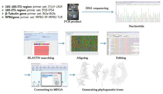 분자분류를 위한 PCR 수행 및 염기서열 분석 과정