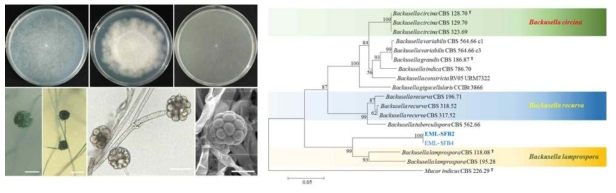 메뚜기 배설물에서 분리된 신종 Backusella locustae sp. nov. CNUFC-SFB2의 콜로니 및 균 형태 (좌)와 ITS rDNA 유전자에 기초한 계통수 (우)