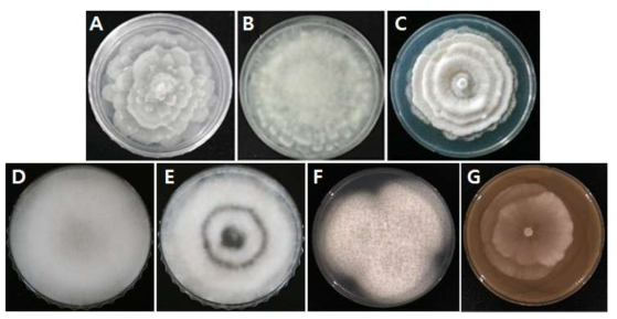 전남 진도의 소나무 근권으로부터 국내 미기록종인 Mortierella horticola EML-SPTSY1 10-3 (A)와 Mortierella humilis EML-PTSYF2-2 (B), 연천군에서 채집한 여뀌 잎의 병반에서 분리된 Mortierella sclerotiella DK12-1 (C), 토양에서 분리된 연천군의 토양에서 분리된Mortierella sossauensis DK12-9 (D)와 Mortierella verticillata DK12-11 (E), 완주의 담수에서 분리된 Mortierella chienii W503 (F), 전북 김제의 담수에서 분리된 Mortierella gamsii W450 (G)의 콜로니 형태