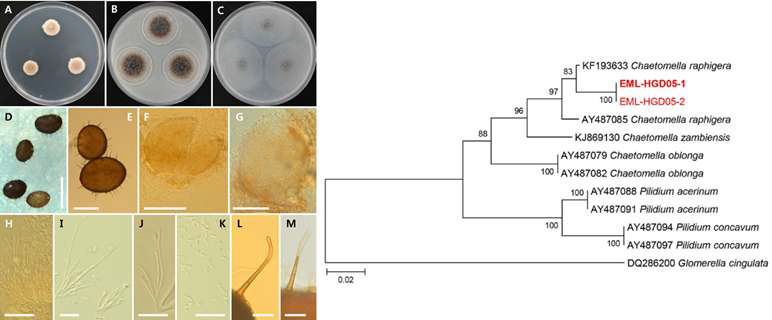 광주지역 메뚜기의 배설물에서 분리된 국내 미기록종인 Chaetomella raphigera EML-HGD05-1 균주의 형태 (좌)와 ITS rDNA 유전자에 기초한 계통수 (우)