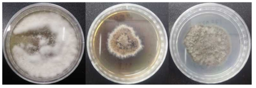 지리산의 토양으로부터 분리된 Arthrinium phaeospermum Jung-001, Pezicula neosporulosa Jung-003, Potebniamyces pyri Jung-011의 3종의 미기록 균 의 콜로니 형태