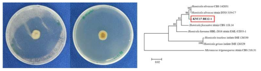 충북 보은군 강가 토양에서 분리된 Humicola olivaceae KNU17-BE12-1의 콜로니 (좌)와 ITS rDNA 유전자에 기초한 계통수 (우)