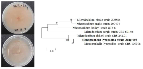 강원도 평창에서 채집한 토양에서 분리된 Monographella lycopodina Jung-008의 콜로니 (좌)와 ITS rDNA 유전자에 기초한 계통수 (우)