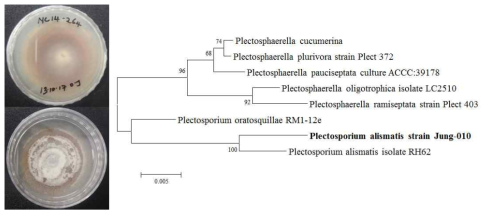 정읍에서 분리한 토양에서 분리된 Plectosporium alismatis Jung-010의 콜로니 (좌)와 ITS rDNA 유전자에 기초한 계통수 (우)