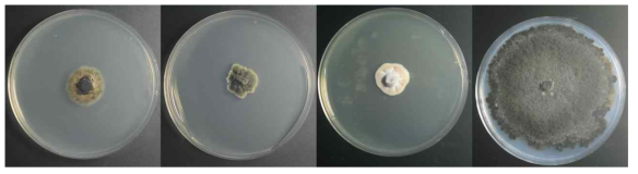 눈향나무에서 분리된 Kabatina juniperi 17E062 균주, Epicoleosporium ramularioides 17E013 균주, Seiridium podocarpi 17E066 균주, Allantophomopsis lycopodina 17E063의 콜로니 형태