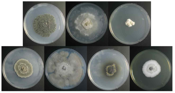 주목나무에서 분리된 Phyllosticta cussoniae 16H339, Coniochaeta ligniaria 16H328, Lachnellula hyalina 16H321, Zalerion arboricola 16H107, Valsa friesii 16H342, Rhizosphaera pini 16H073, Coleophoma parafusiformis 17E082의 콜로니